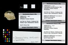 Foto (Objekt + Etikett) von Galatheoidea indet.  (NHMW-GEO-1990-0041-2671b)